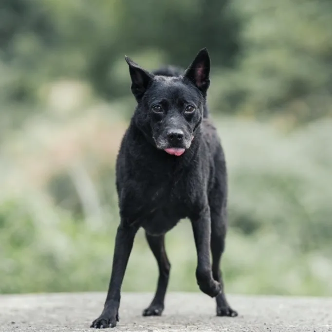 混種犬