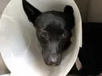 混種犬