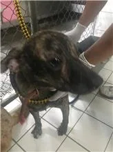 混種犬