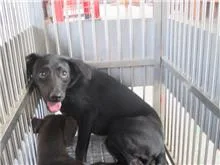 混種犬