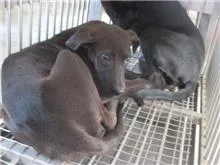 混種犬
