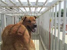 混種犬