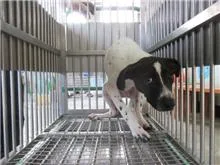 混種犬