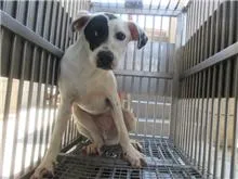 混種犬