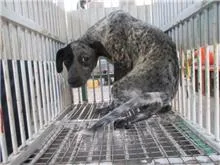 混種犬