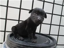 混種犬