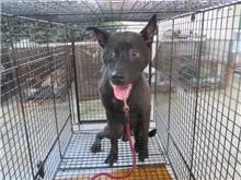 混種犬