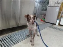 混種犬
