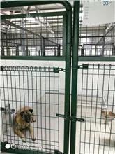 混種犬