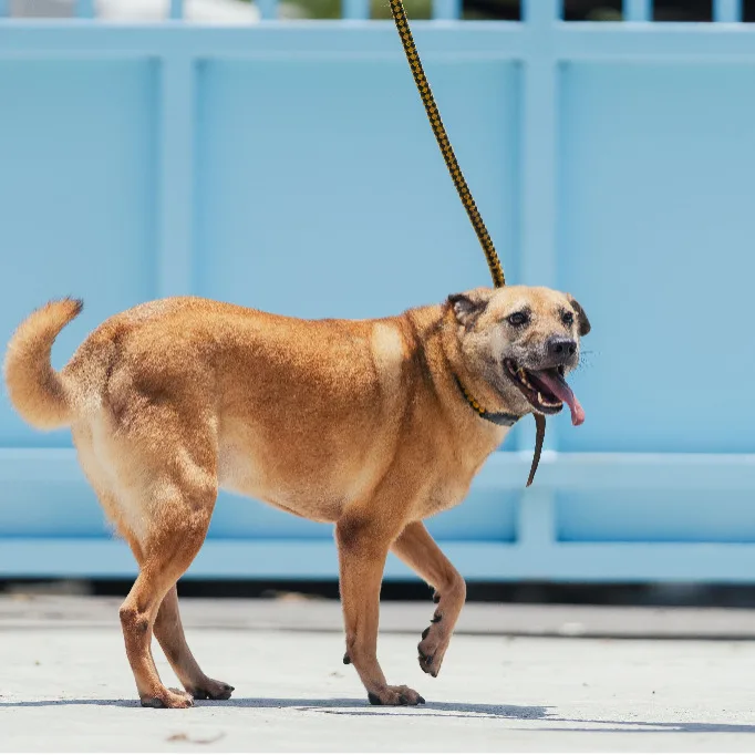 混種犬