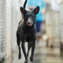 混種犬
