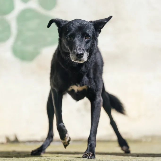 混種犬
