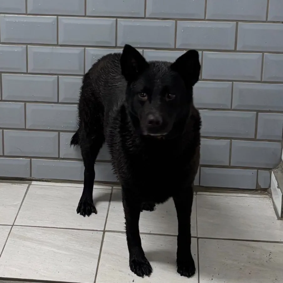 混種犬