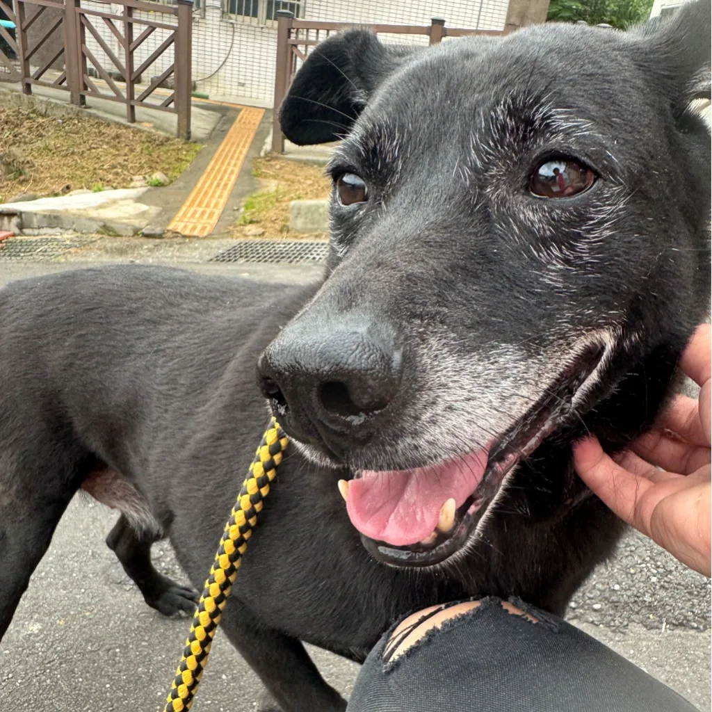 混種犬