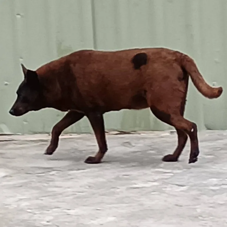 混種犬