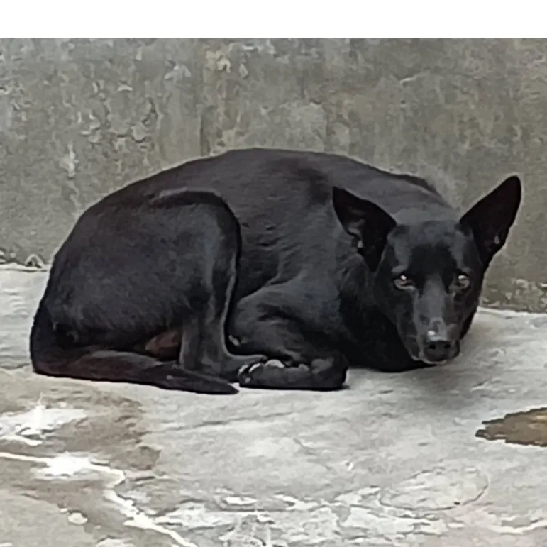 混種犬