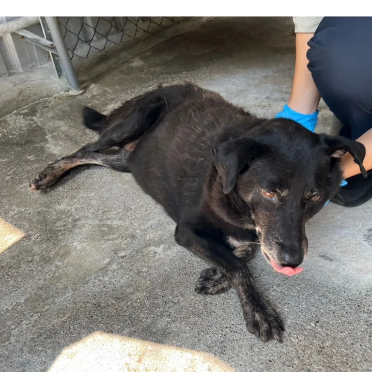 混種犬