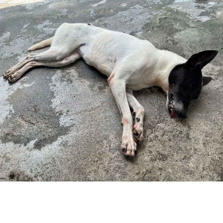 混種犬