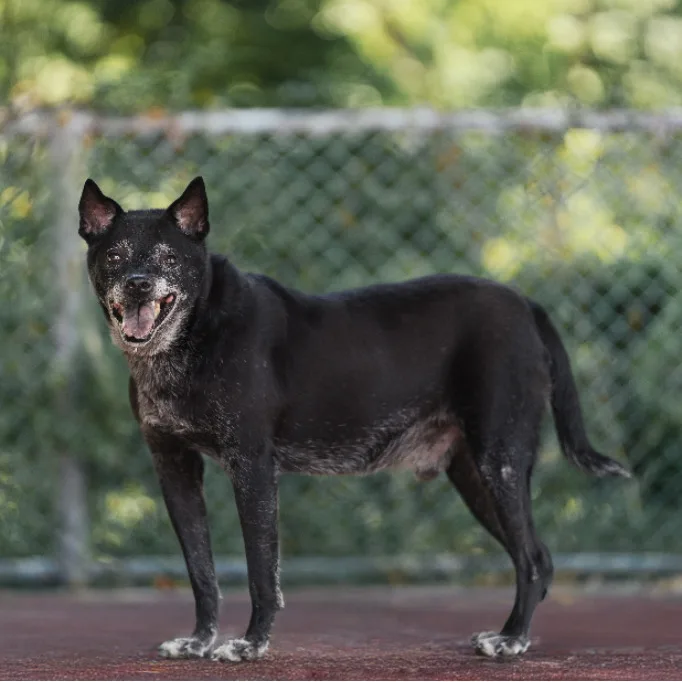 混種犬