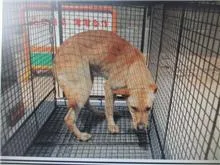 混種犬