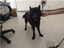混種犬