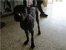 混種犬