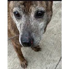 混種犬