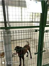 混種犬