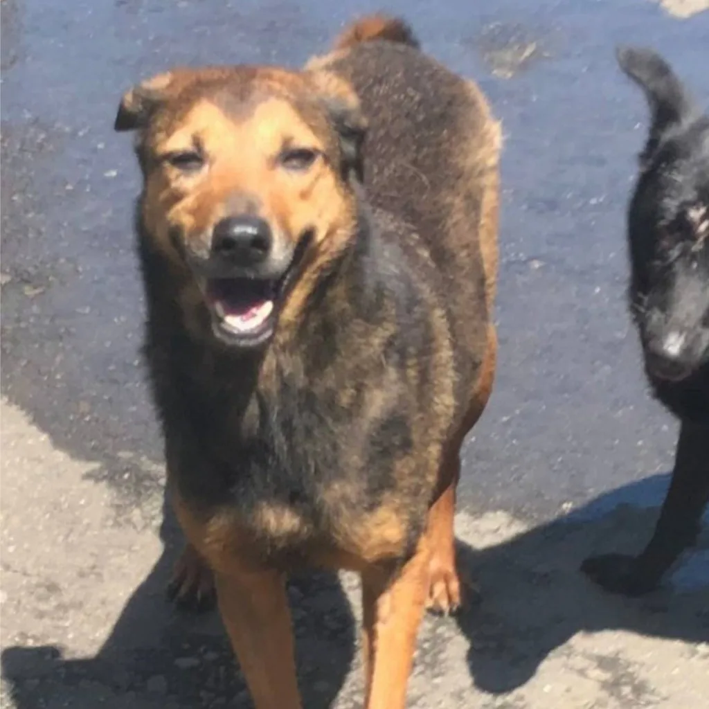 混種犬