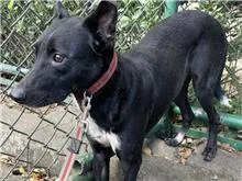 混種犬