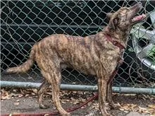 混種犬