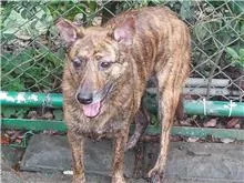 混種犬