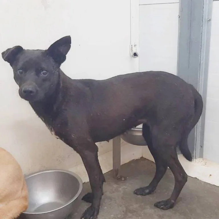 混種犬