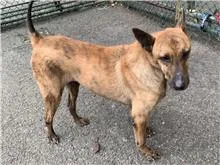 混種犬