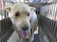 混種犬