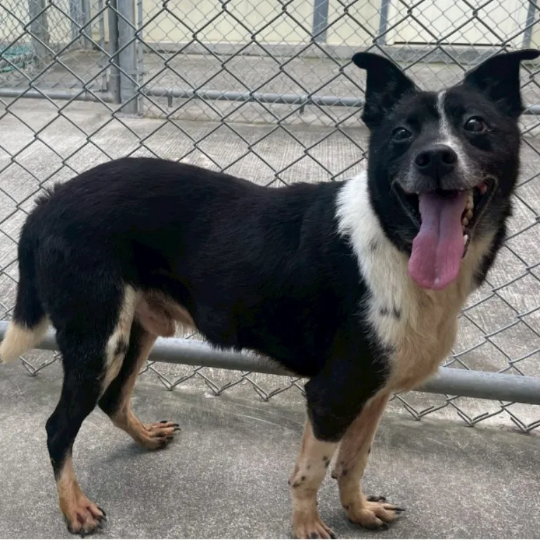 混種犬
