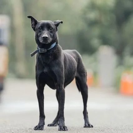 混種犬