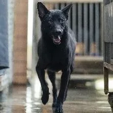 混種犬