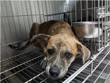 混種犬