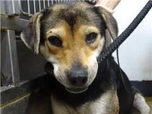 混種犬