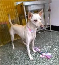 混種犬