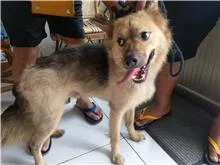 混種犬