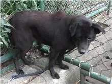 混種犬