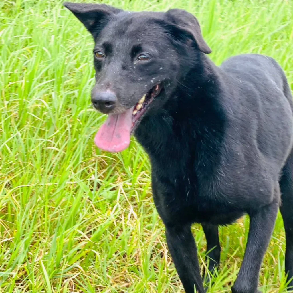 混種犬