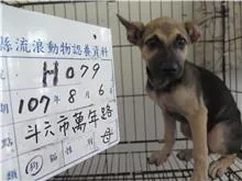 混種犬