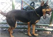 混種犬
