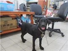 混種犬