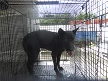 混種犬