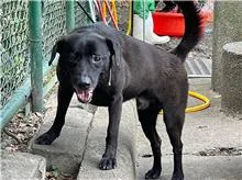 混種犬