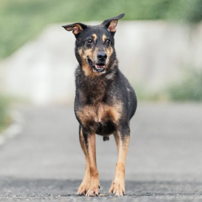 混種犬